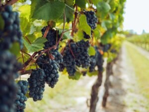 bunches of grapes hanging from vines