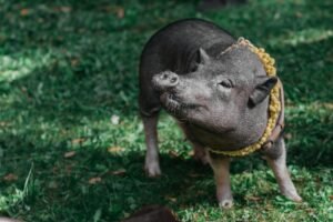 EL Jamón ibérico y sus beneficios